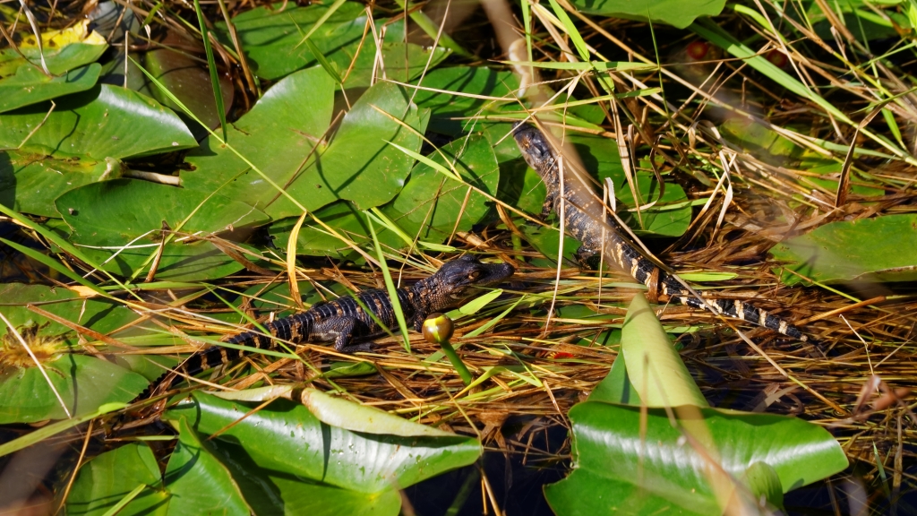 02 - Everglade NP (24).jpg